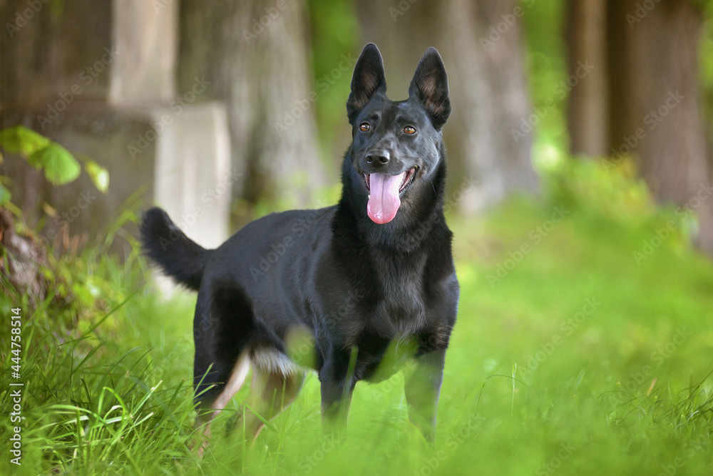 Black shepherd dog standing in a meadow under the trees