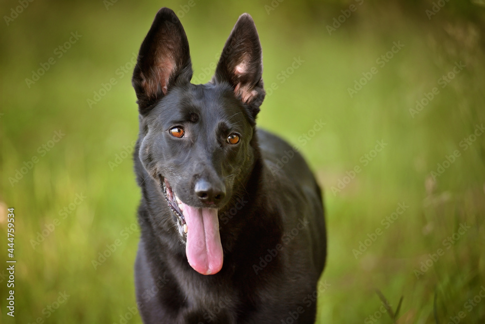 Black shepherd dog standing in a meadow under the trees