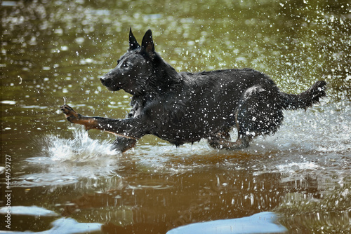 Dog is having fun. Shepherd is running through the water.