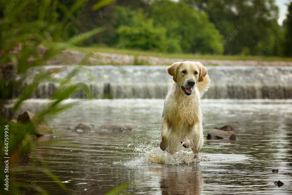 Golden Retriever runs with great enthusiasm through a river Golden Retriever runs with great enthusiasm through a river