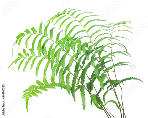 fresh fern leaves isolated on white background photo