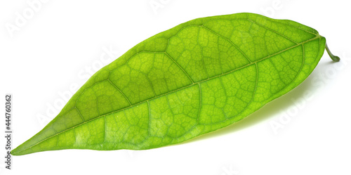 single fresh cocoa leaf isolated on white background