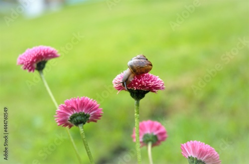 snail on a red garden flower in the garden