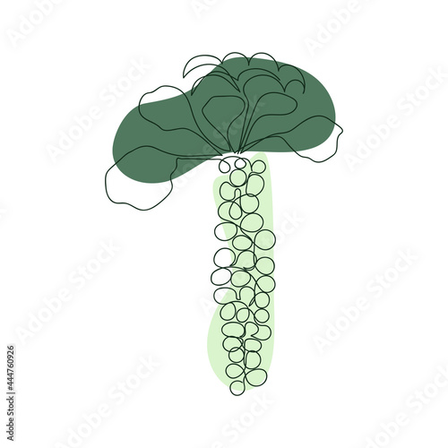 brussels sprouts on a stem hand drawn in one solid line against a background of green abstract spots on a white background