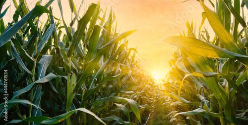 Maize or corn on agricultural field in sunset with sunshine