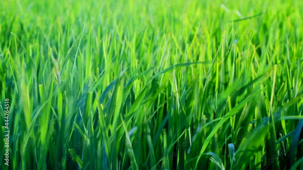 Green fields with strong winds. Green fields with strong winds.