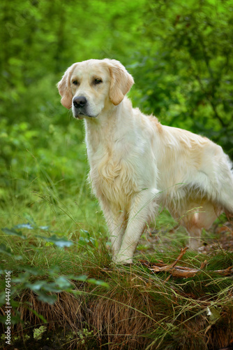 Adorable calm adult Golden Retriever dog standing on grass on field on sunny spring day