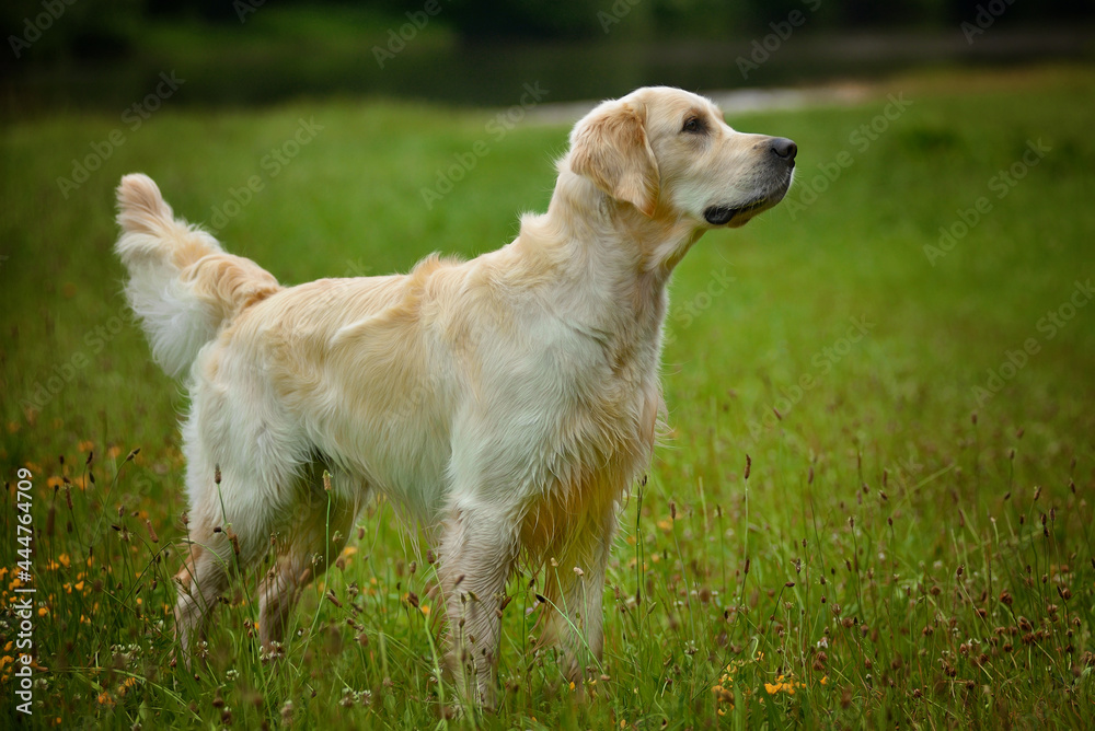 Adorable calm adult Golden Retriever dog standing on grass on field on sunny spring day Adorable calm adult Golden Retriever dog standing on grass on field on sunny spring day