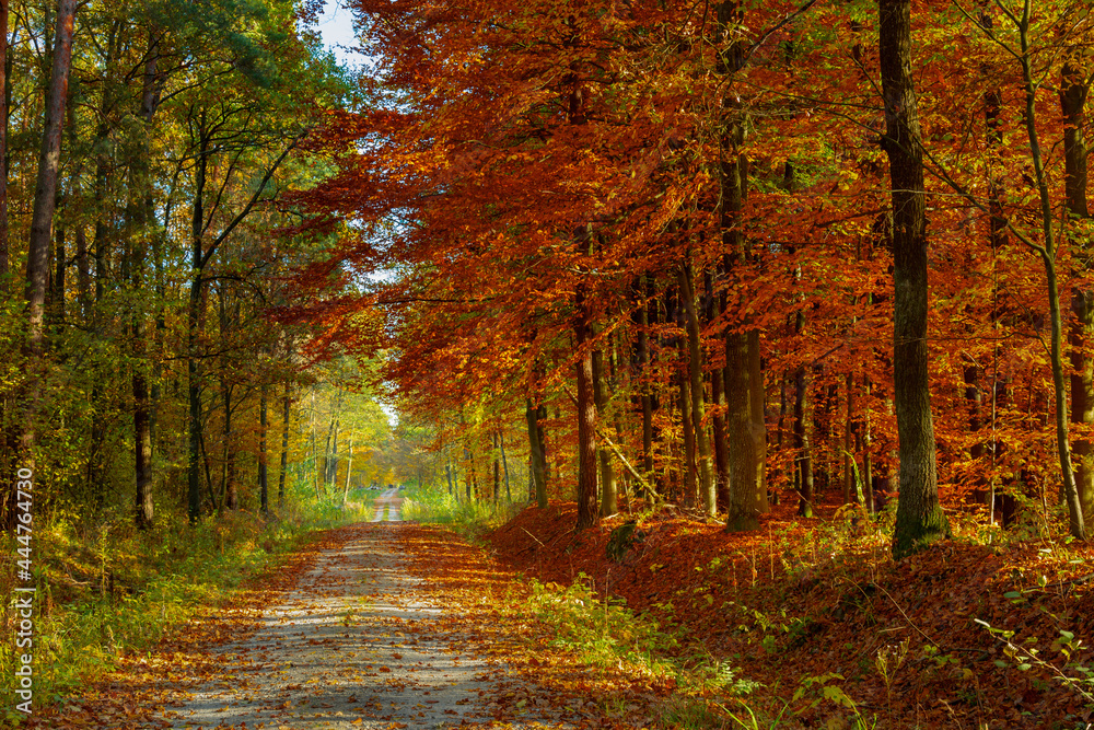 A long road through a colorful autumn forest