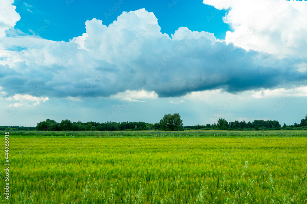 Green barley field and clouds against the blue sky Green barley field and clouds against the blue sky