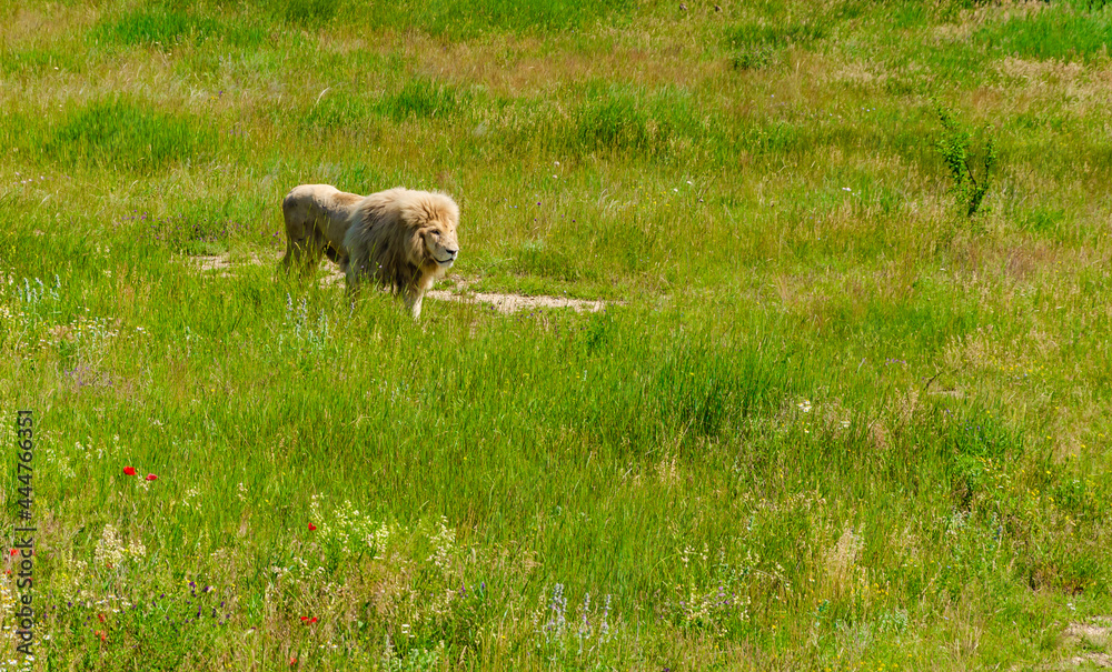 Fototapeta premium A lion stands in the green grass on a summer day.