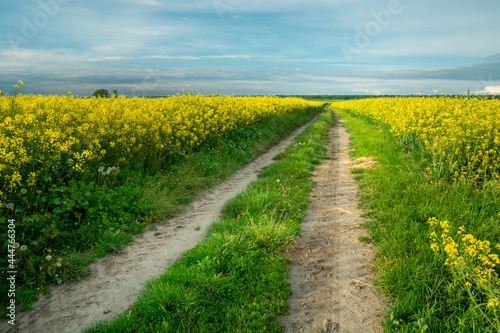 Dirt road through the rape field and clouds on the sky
