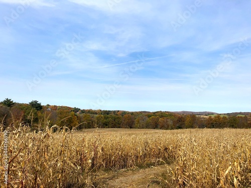 Cornfield with a View