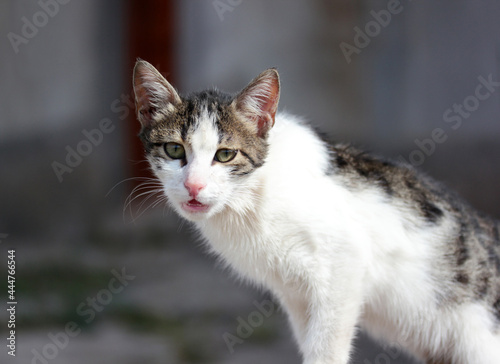 portrait of angry cat with green eyes © Kybele