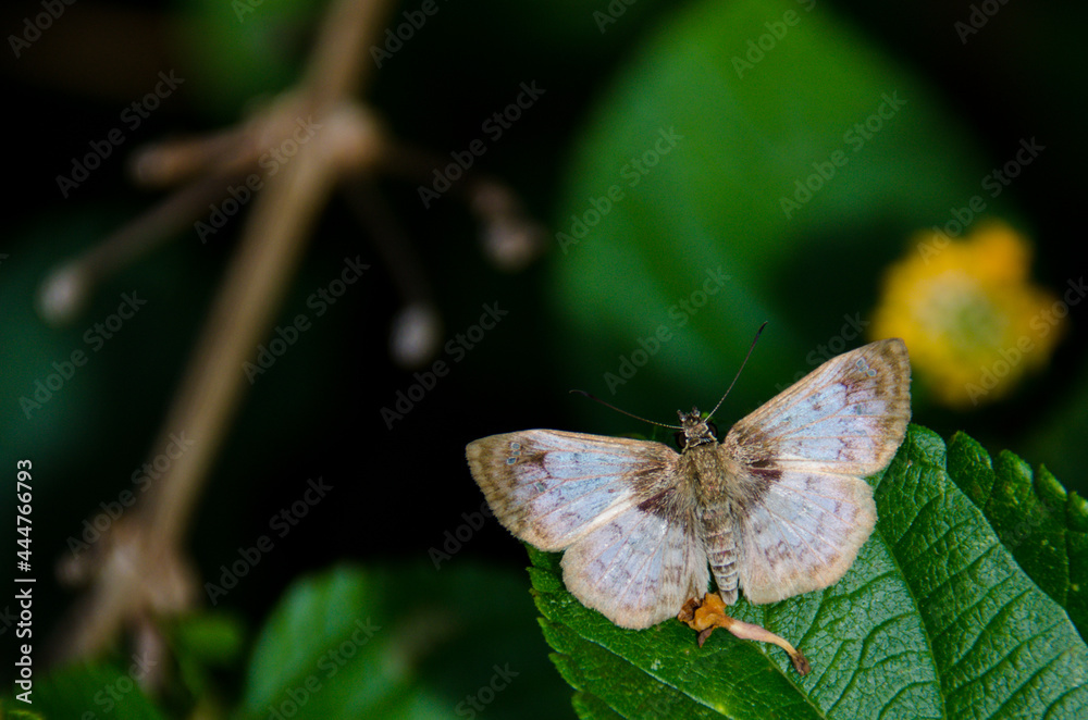 Fototapeta premium butterfly on leaf