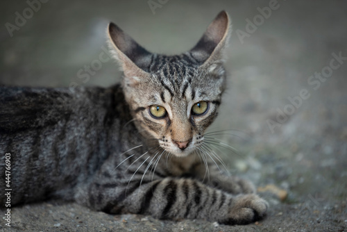 Fototapeta Naklejka Na Ścianę i Meble -  playful striped gray kitty relaxing on the ground, with ears towards back