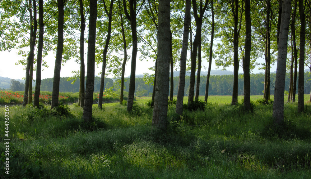 A birch forest in Piedmont in the period of poppies