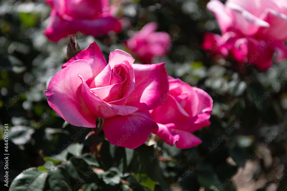pink rose bush. beautiful fresh roses in nature. pink tea roses bush in garden. summer flower. pink rose bush. beautiful fresh roses in nature. pink tea roses bush in garden. summer flower.