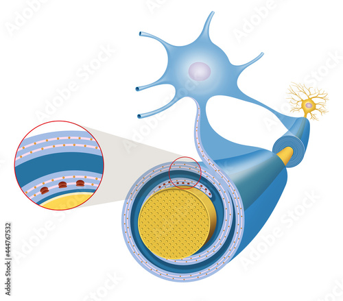 Nerve cell axon and myelin sheath photo