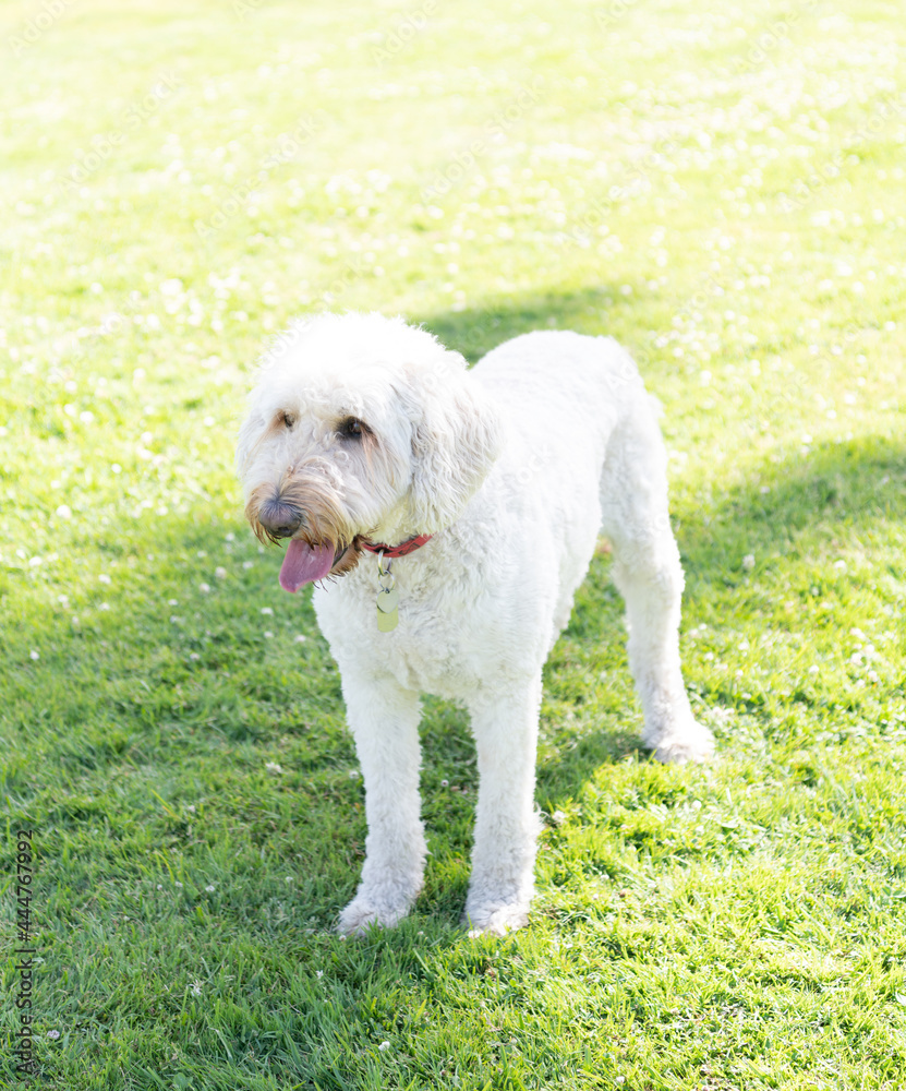 white south russian or ukrainian sheepdog dog waiting in park green grass, pure breed