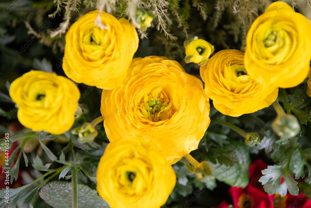 Naklejka premium Persian buttercups. Blooming buttercups. Yellow flowers. Flowering herbaceous plants. Ranunculus