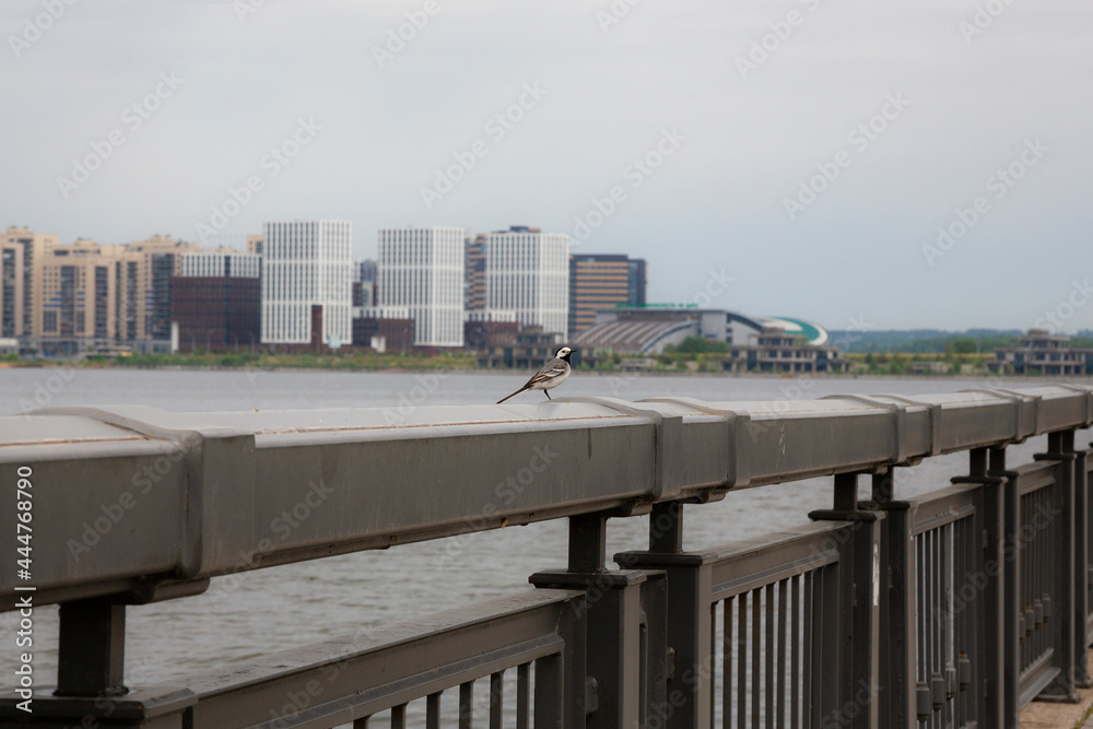 small bird is sitting on the embankment against the background of a big city