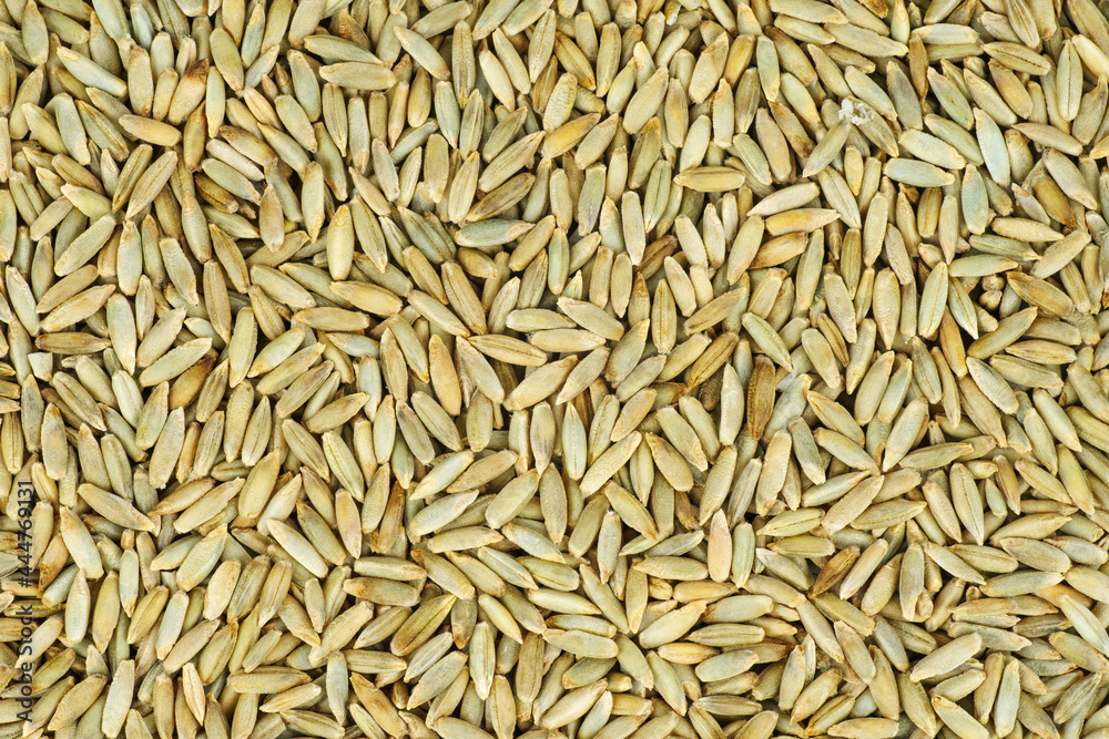 Spelt grains. Food background
