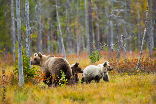 Brown bear in Kuusamo, Lapland, Finland © Alberto Gonzalez 