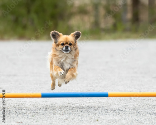 Fotografija Tibetan Spaniel jumps over an agility hurdle on a dog agility course