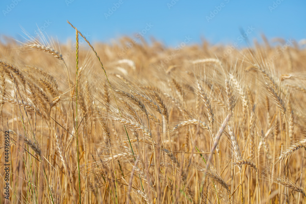 Fototapeta premium yellow wheat field and blue sky