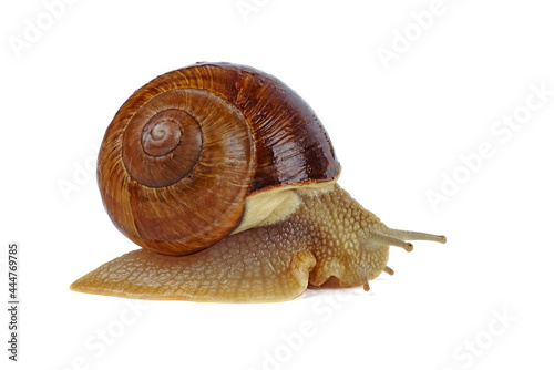 One grape snail isolated on a white background