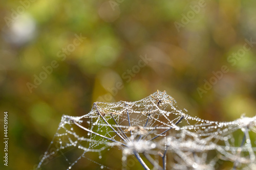 Thin spider web with dew drops on the branches of the plant. Blurred background. Macro.