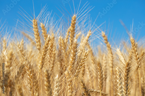 yellow wheat field and blue sky