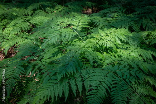 Dense thickets of ferns in the forest