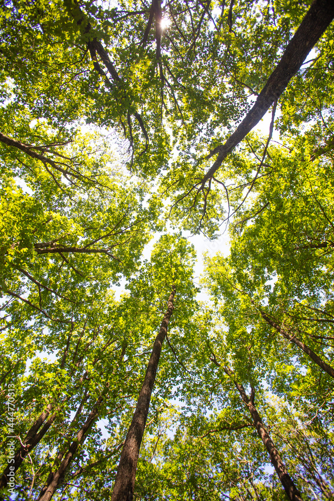 Obraz premium green forest in summer time