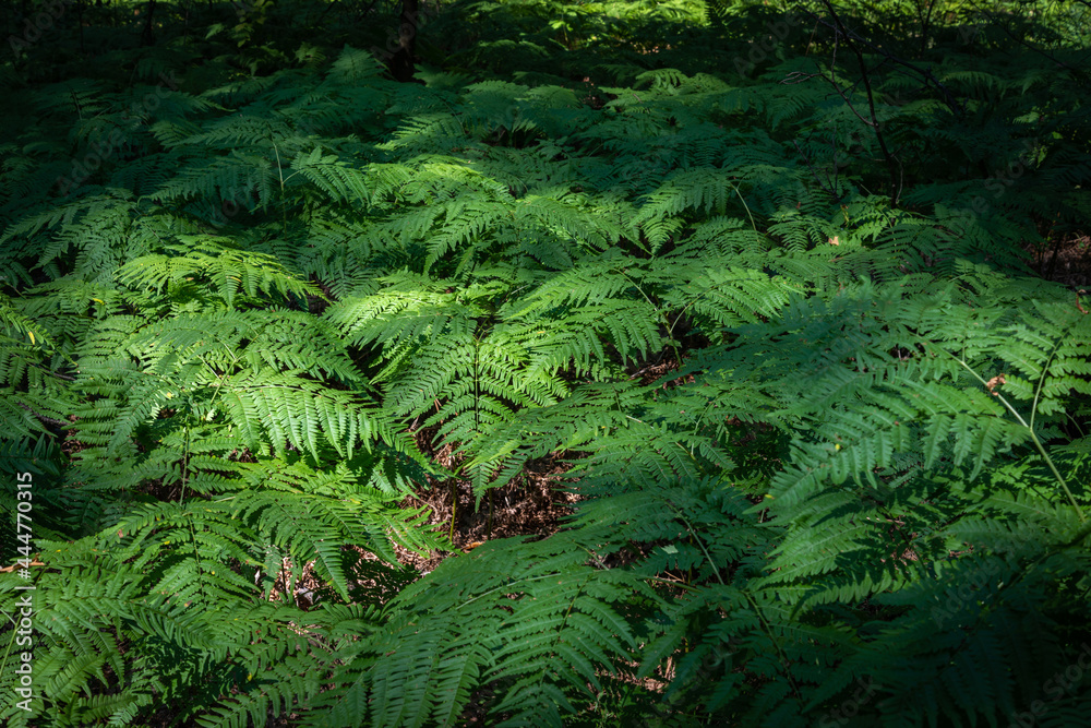 Dense thickets of ferns for the background Dense thickets of ferns for the background