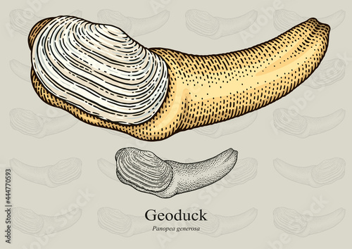 Geoduck. Vector illustration with refined details and optimized stroke that allows the image to be used in small sizes (in packaging design, decoration, educational graphics, etc.)