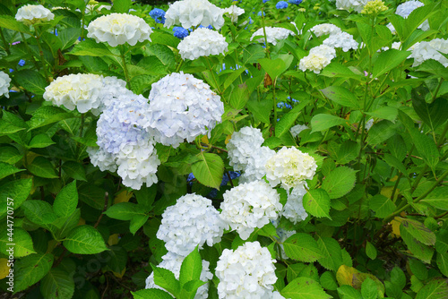 Hydrangea Garden at Mt.Gomado in Niigata Pref., Japan photo