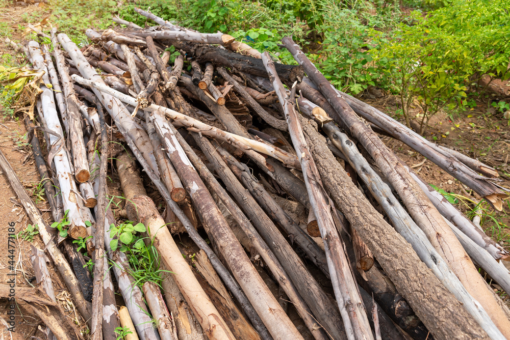 Preparation of firewood for the winter. firewood background, Stacks of firewood in the forest. Pile of firewood. Preparation of firewood for the winter. firewood background, Stacks of firewood in the forest. Pile of firewood.