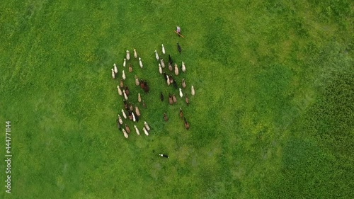 sheep getting herded by working sheep dog boeder collie, birds eye view.