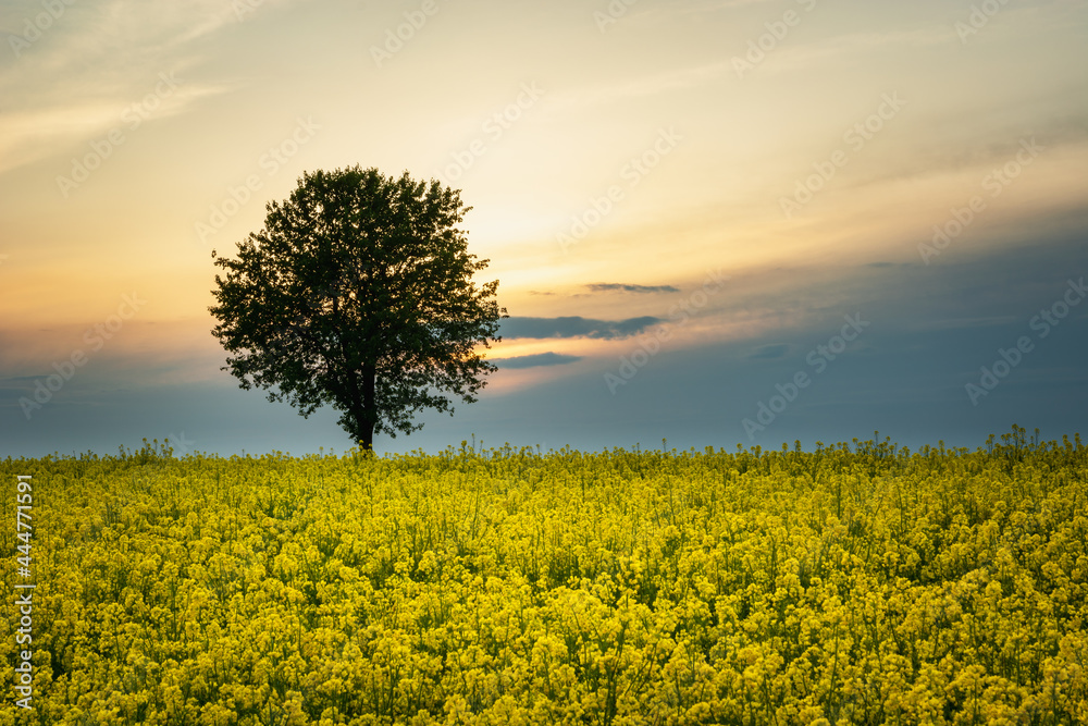 Lonely tree growing in a yellow rape field