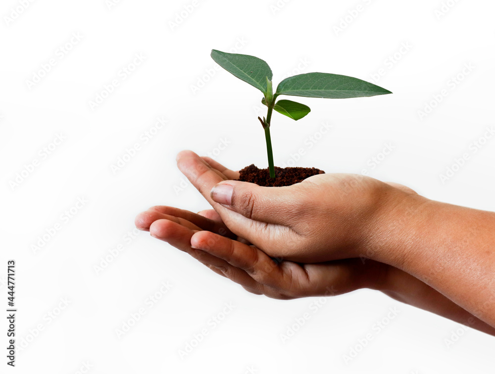 natural environment, earth day concept. Growing plant in Kids hands over white background natural environment, earth day concept. Growing plant in Kids hands over white background