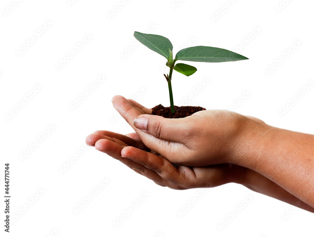 natural environment, earth day concept. Growing plant in Kids hands over white background natural environment, earth day concept. Growing plant in Kids hands over white background