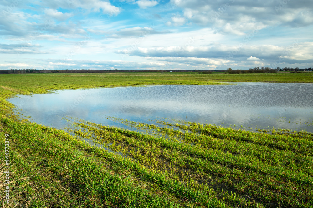 Water puddle after rain on a green farmland