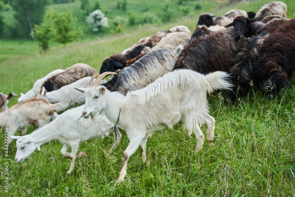 Goats and ships running down the green hill while enjoying of the life at the nature Goats and ships running down the green hill while enjoying of the life at the nature