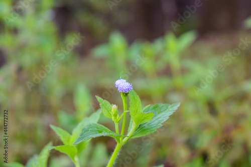The beauty of the purple flowers of Ageratum conyzoides