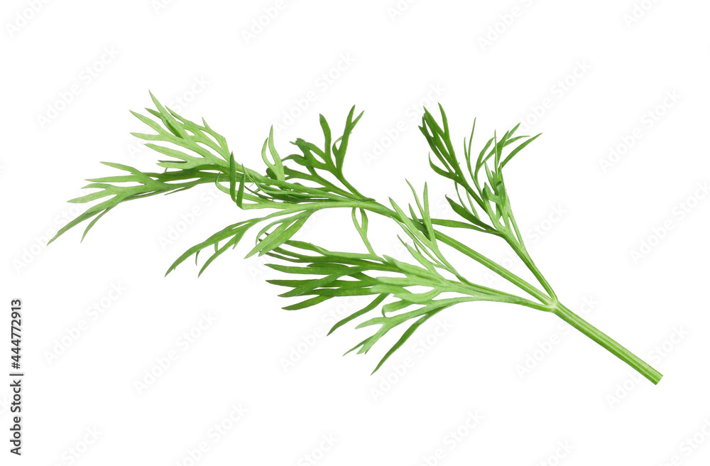 Fototapeta premium Sprig of fresh dill isolated on white
