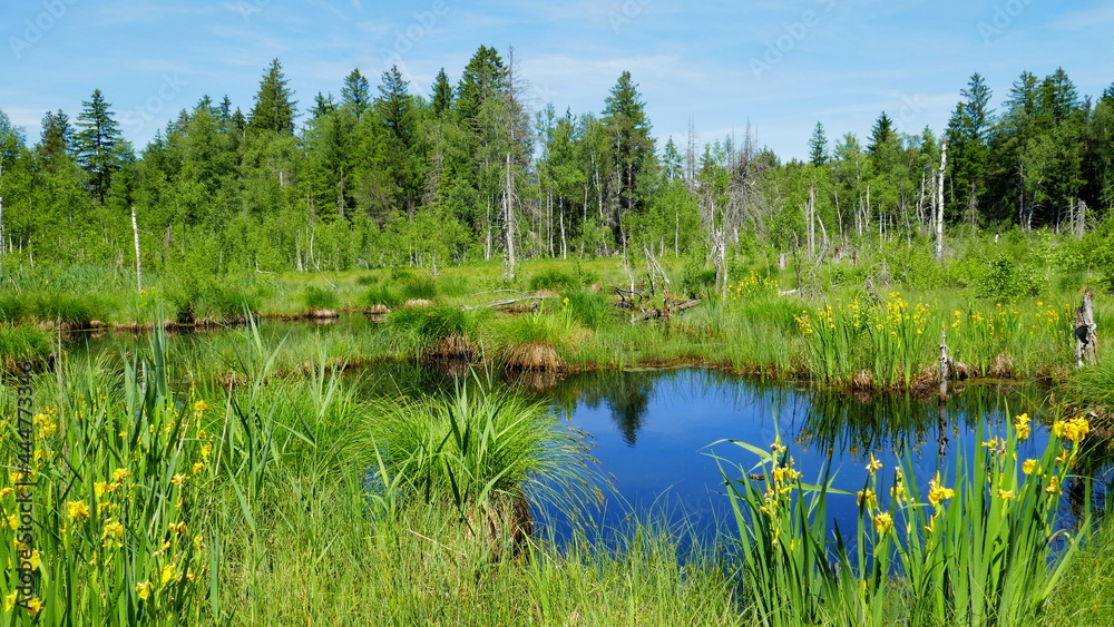 Biotop und Naturschutzgebiet Werdensteiner Moos mit Teich und Sumpfgebiet umrandet von Bäumen Biotop und Naturschutzgebiet Werdensteiner Moos mit Teich und Sumpfgebiet umrandet von Bäumen