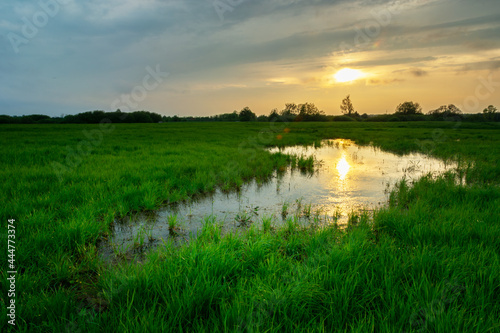 Water in the meadow with green grass and sunset