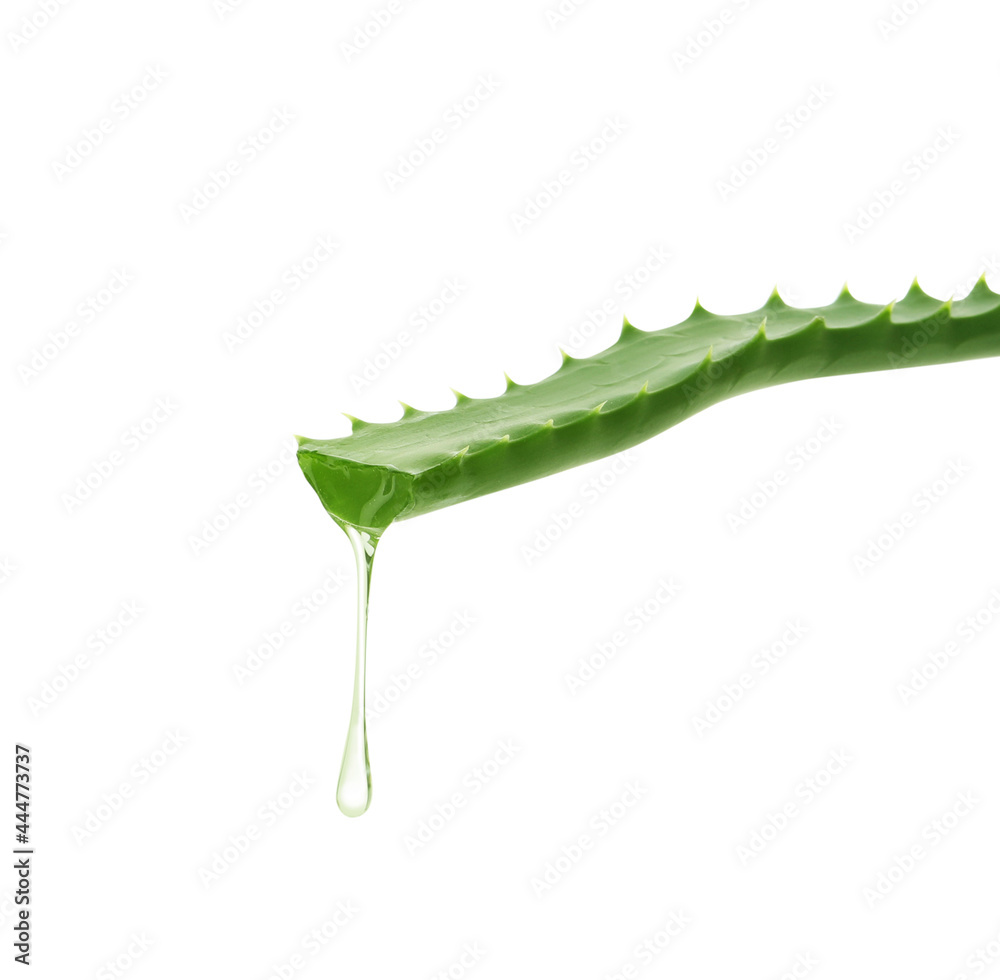 Naklejka premium Leaf of aloe plant with water drop on white background